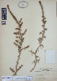 Salsola kali image