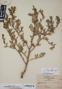 Atriplex cristata image