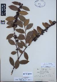 Lyonia lucida image