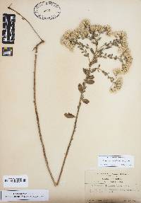 Sericocarpus tortifolius image