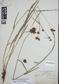 Fuirena breviseta image