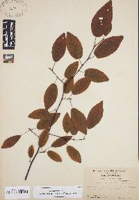 Amelanchier canadensis image