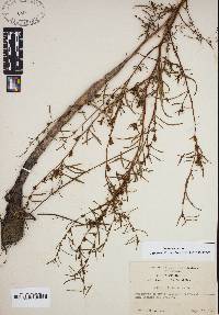 Ludwigia linearis image