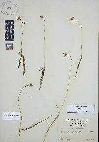 Utricularia gibba image