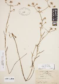 Eryngium integrifolium image