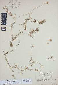 Utricularia purpurea image