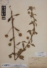 Hyptis alata image