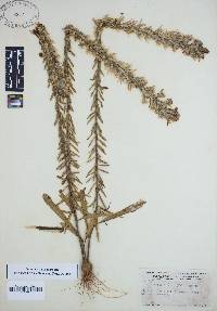 Liatris elegans image