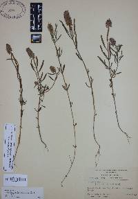 Polygala ramosior image