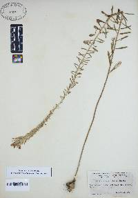 Liatris elegans image