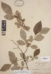 Styrax americanus image