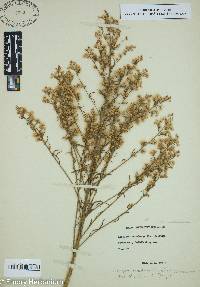 Conyza ramosissima image