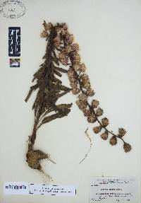 Liatris aspera image