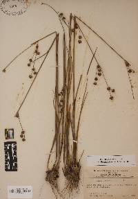 Juncus scirpoides image