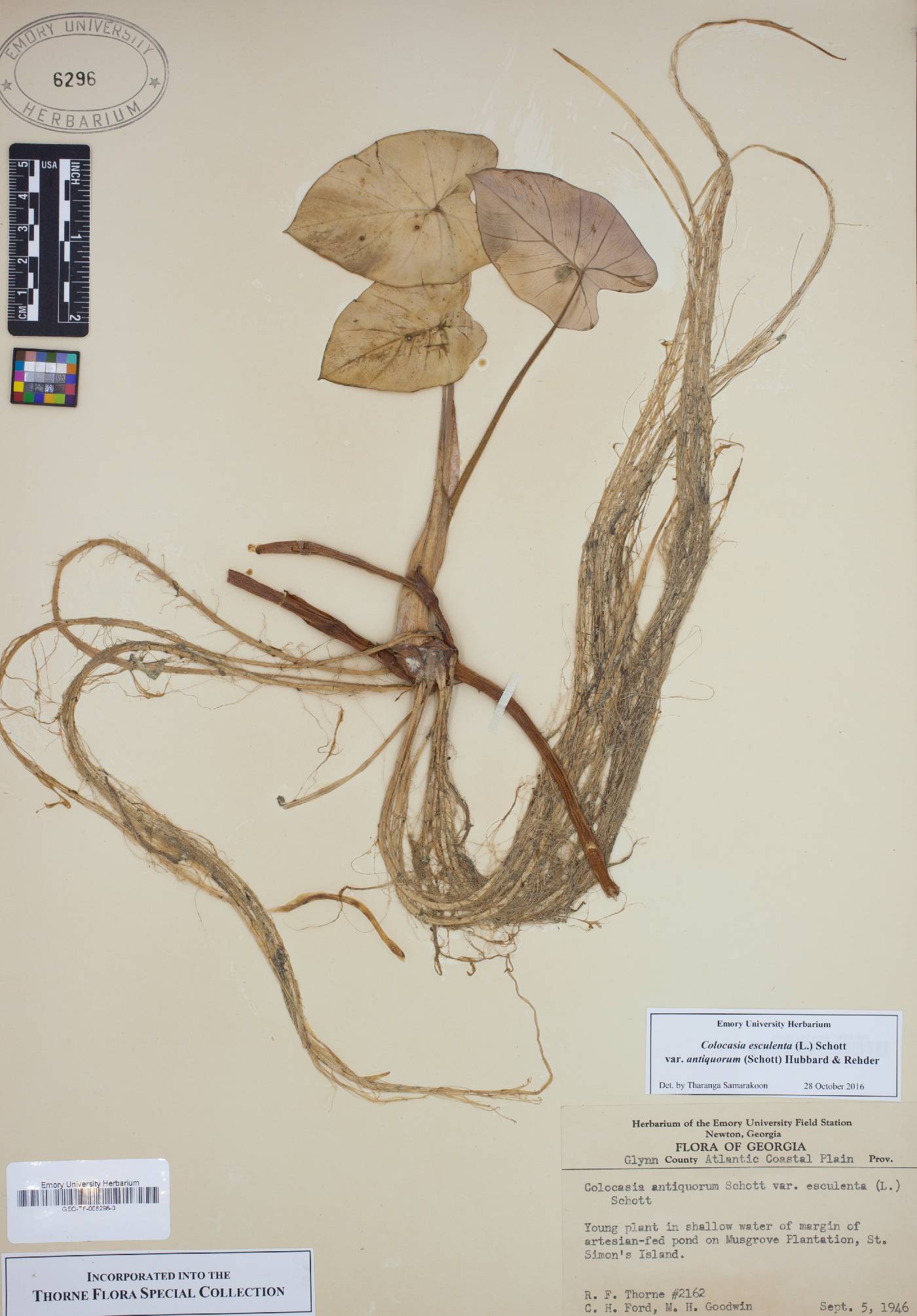 Colocasia esculenta var. antiquorum image