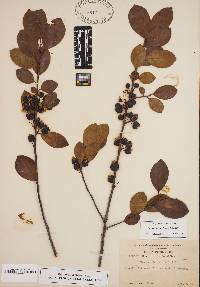 Ilex coriacea image