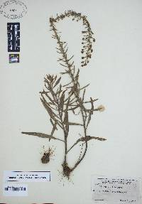 Liatris gracilis image