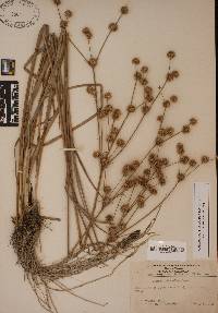 Juncus scirpoides image