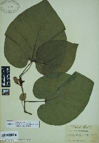 Aristolochia macrophylla image