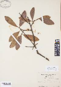 Quercus incana image