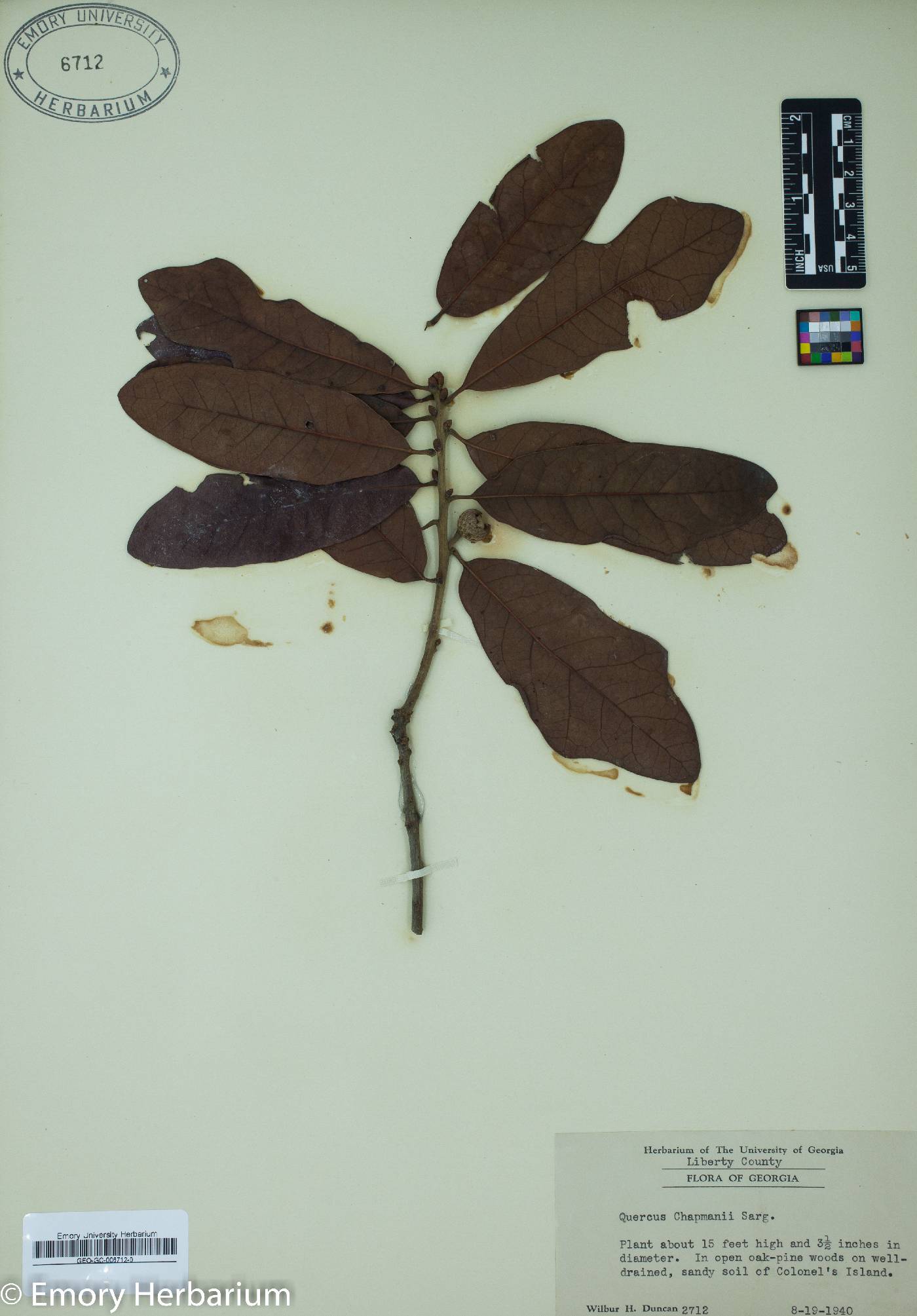 Quercus chapmanii image