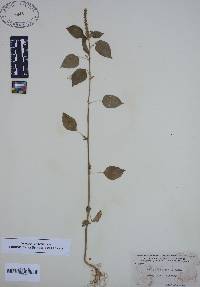 Image of Acalypha setosa