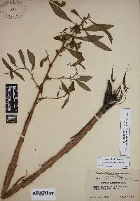 Ludwigia glandulosa image