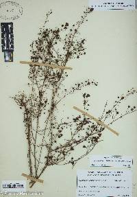 Agalinis tenuifolia var. polyphylla image