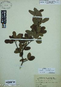 Ilex mucronata image