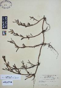 Sesuvium portulacastrum image