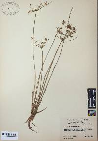 Cyperus haspan image