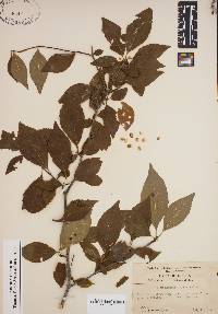 Ilex ambigua image