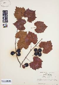 Vitis rotundifolia image