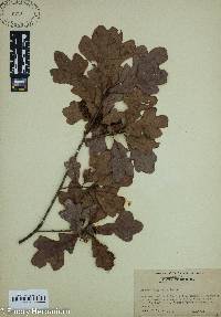 Quercus margaretta image