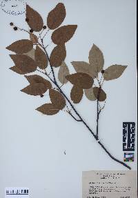 Amelanchier laevis image