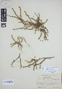 Mayaca fluviatilis image