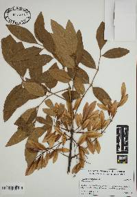 Fraxinus caroliniana image