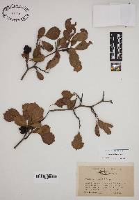 Crataegus flava image