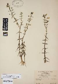 Gratiola ramosa image