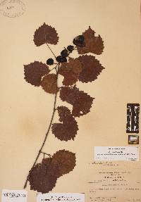 Vitis rotundifolia image