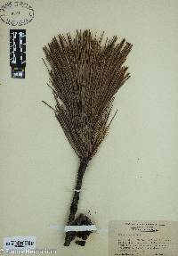 Pinus rigida image