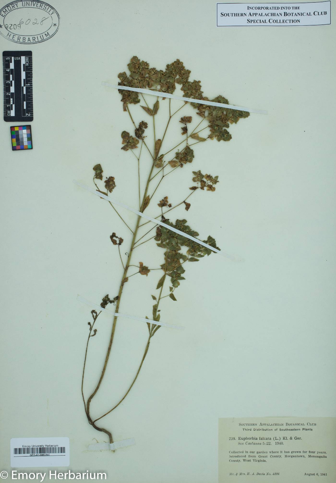 Euphorbia falcata image