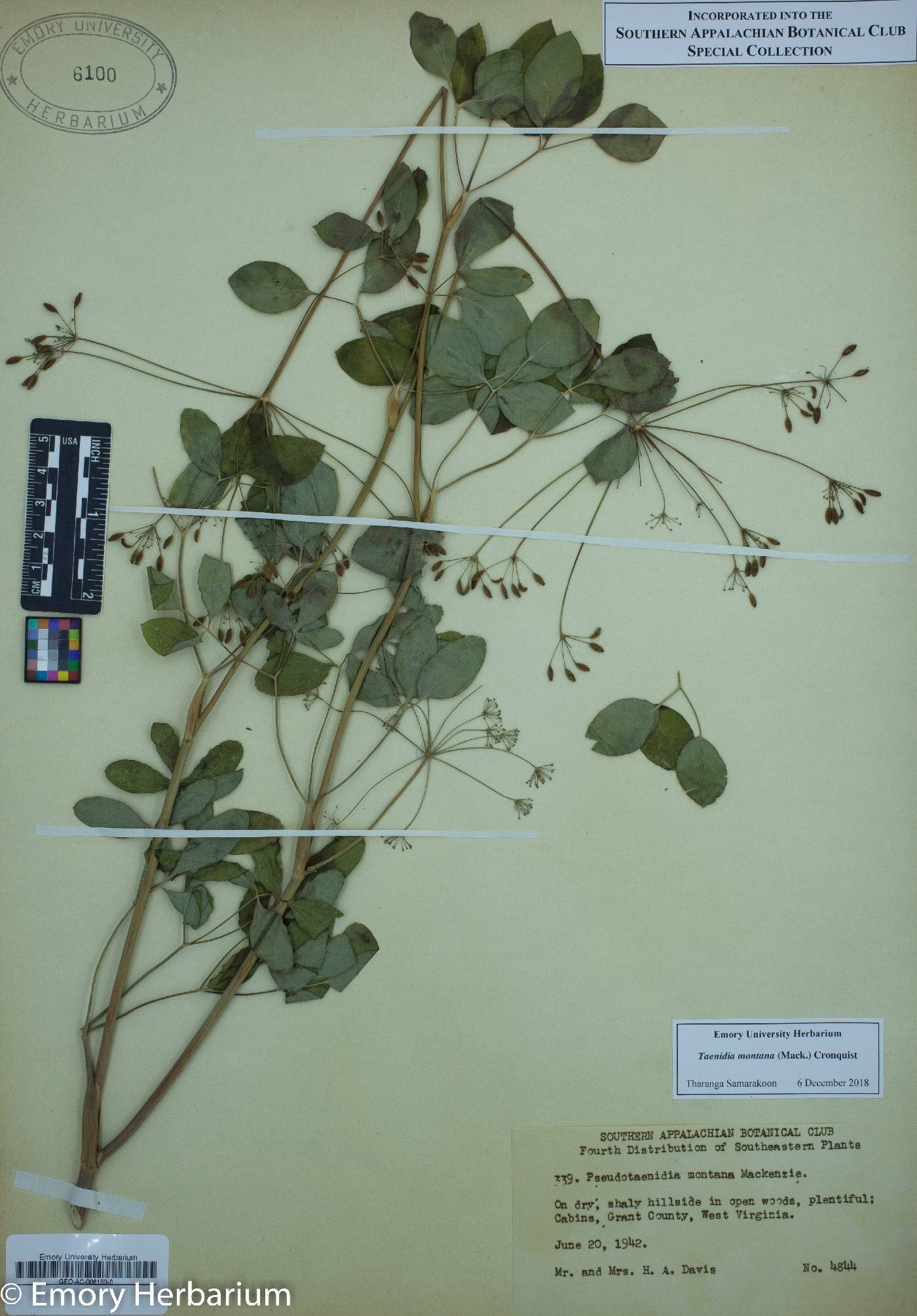 Taenidia montana image