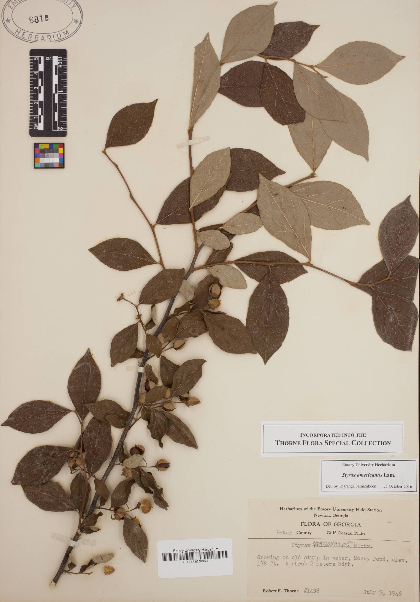 Styrax americanus image