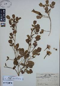 Ipomoea littoralis image