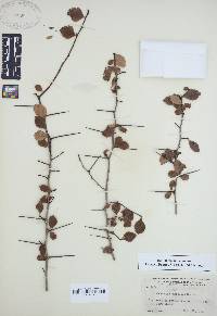 Crataegus uniflora image