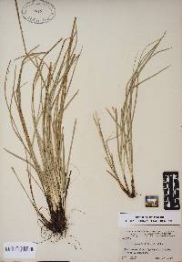 Carex willdenowii image