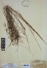 Aristida stricta image