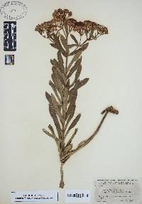 Asclepias tuberosa subsp. rolfsii image