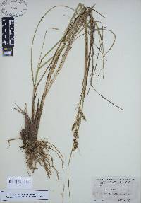 Carex decomposita image